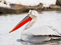 Delta Dunarii - pelican-delta.jpg